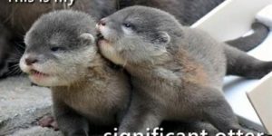 Significant otter.