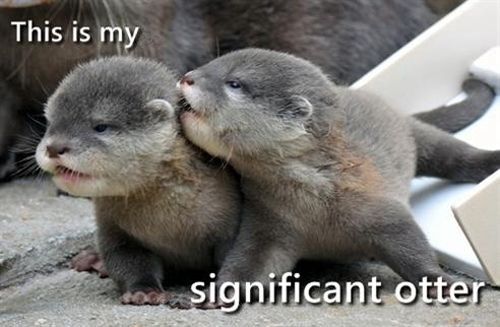 Significant otter.