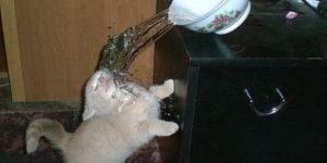 Bowl of water hates kitty.
