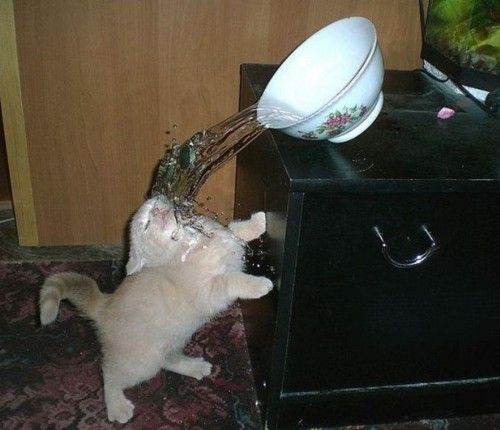 Bowl of water hates kitty.