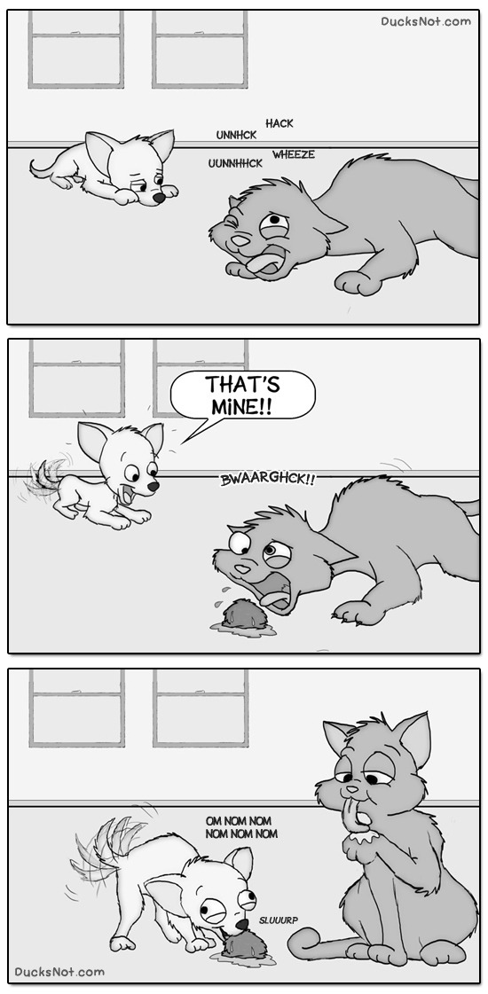 Dogs are idiots...
