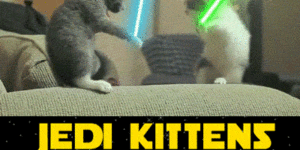 Jedi kittens.