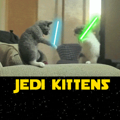 Jedi kittens.