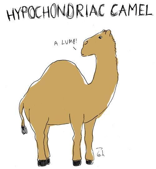 Hypochondriac camel.