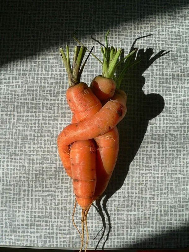 Carrot love.