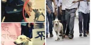 Dog protesting with the students in the streets of Bangladesh