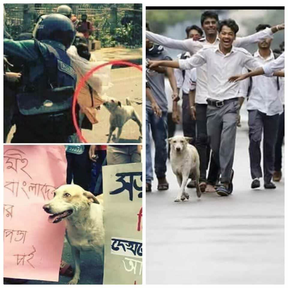 Dog protesting with the students in the streets of Bangladesh