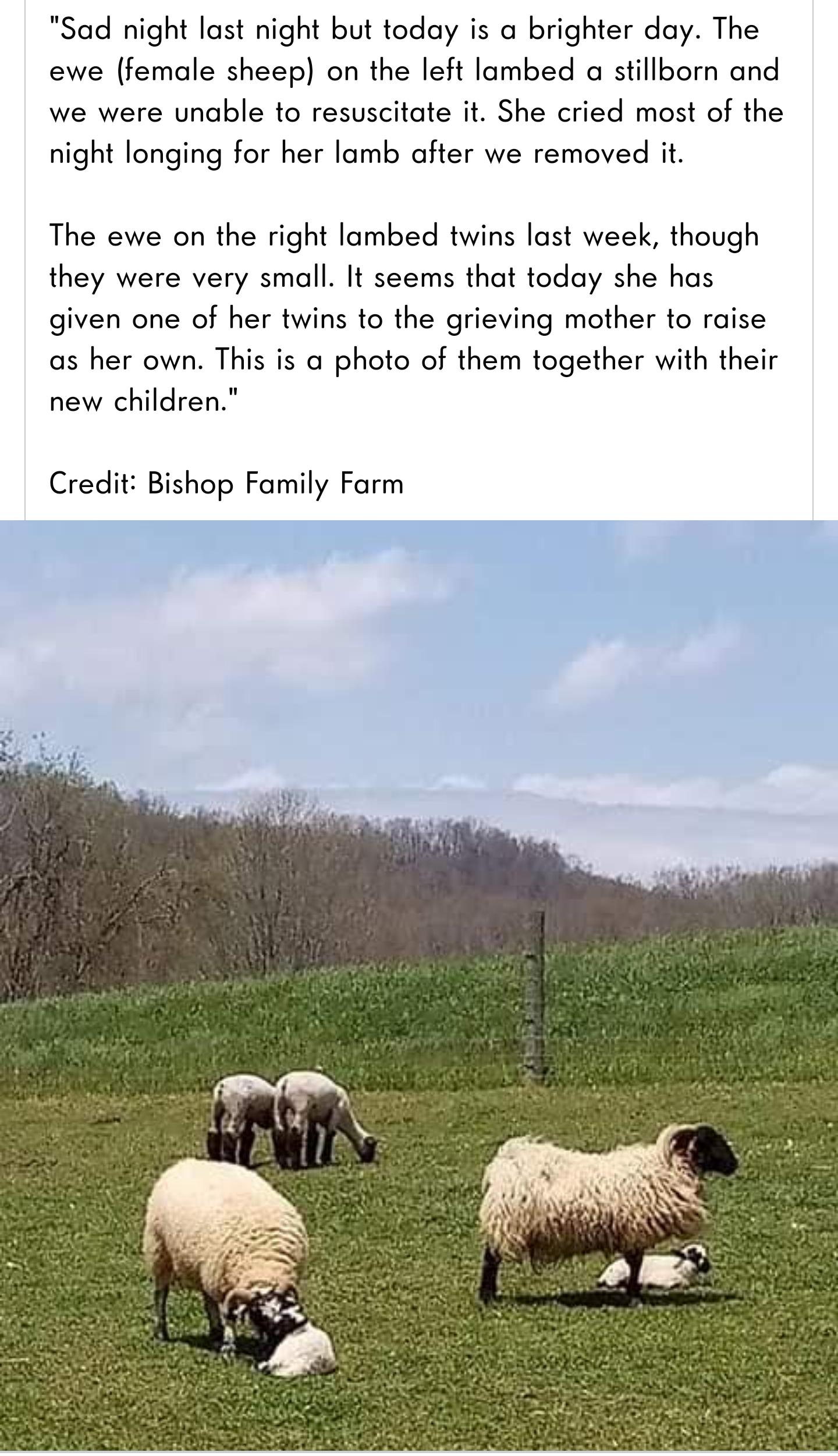 Baa-ram-ewe. Baa-ram-ewe. To your breed, your fleece, your clan be true. Sheep be true. Baa-ram-ewe.