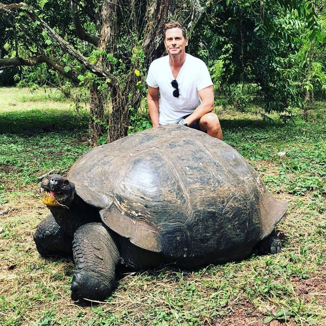 Just a couple of beautiful tortoises'.  