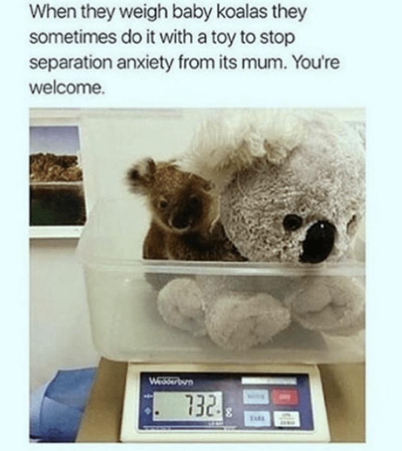 Never stress out the Koala.