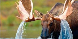 Moose waterfalls.