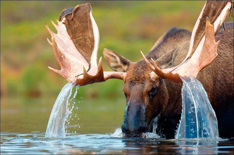 Moose waterfalls.