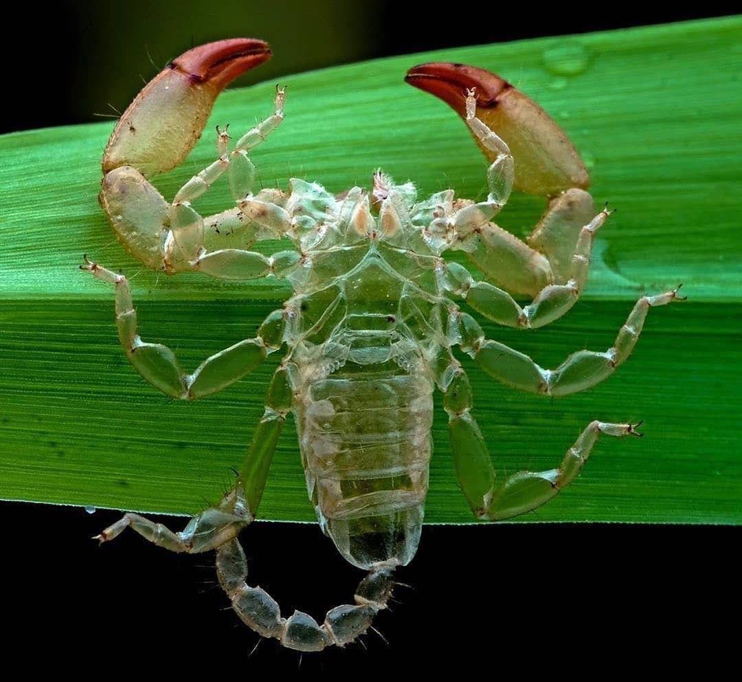 Scorpion molts are metal.