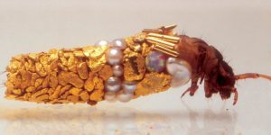 A french artist collaborated with caddisfly larva.