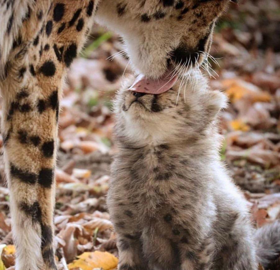 Nothing better than a mothers BLEP