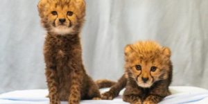 Two new baby cheetahs born at Busch Gardens Tampa Bay.