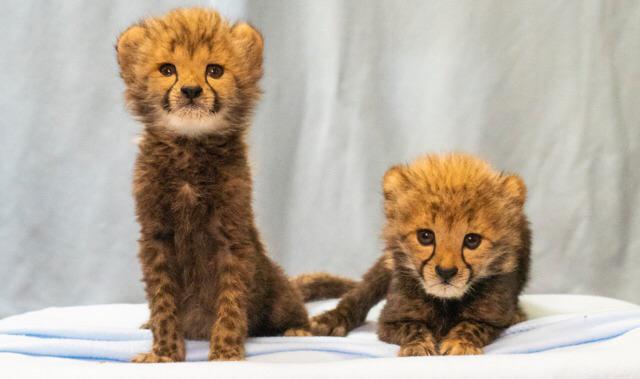 Two new baby cheetahs born at Busch Gardens Tampa Bay. 