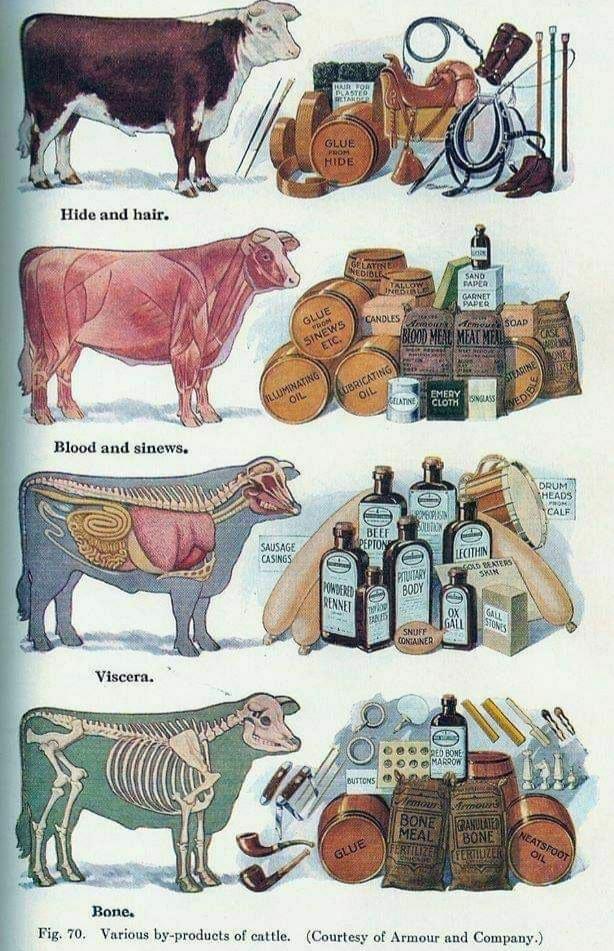 The many uses of cow.