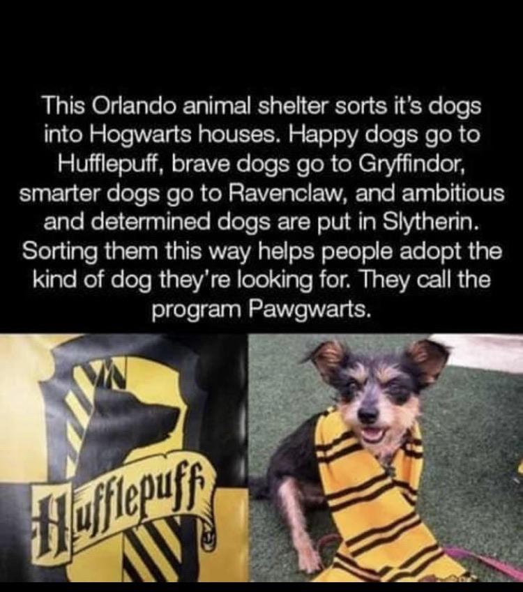 All aboard the Awwwgwarts express