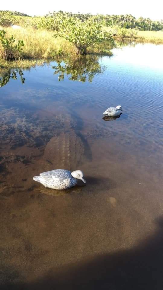 The dinosaur is a master of disguise.