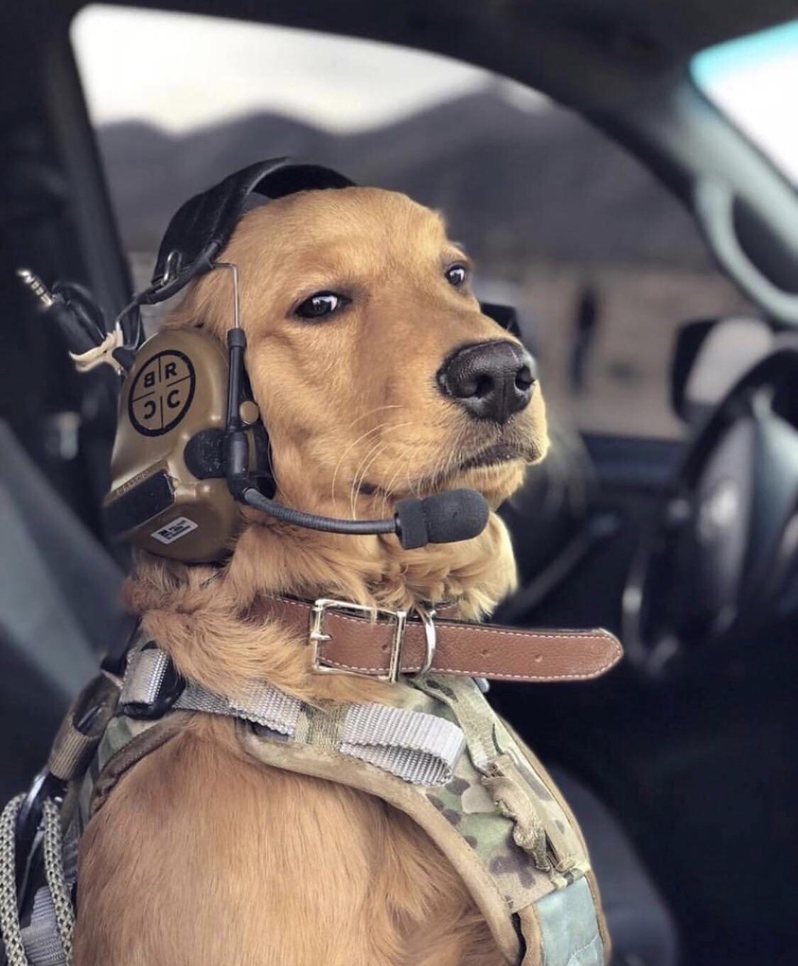 Commander Good Boy