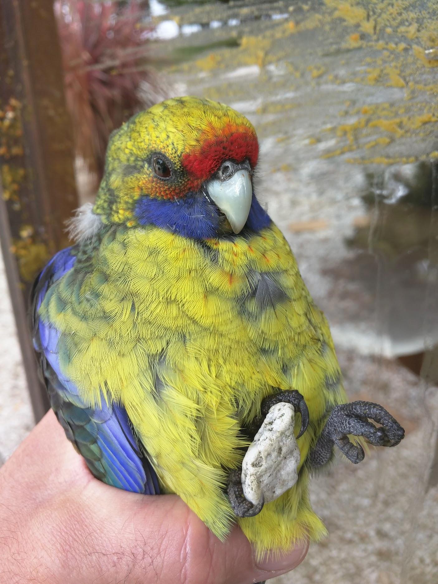 Drunk on fermenting apples, he just ran into a window, threw up, and stole a rock.