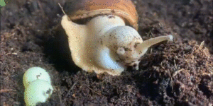 This is how snails dispense their loved ones.