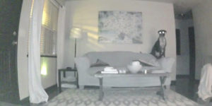 Out late one night and checked on my dog… 10/10 would buy security camera again.
