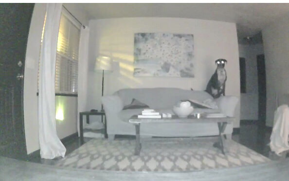 Out late one night and checked on my dog... 10/10 would buy security camera again.