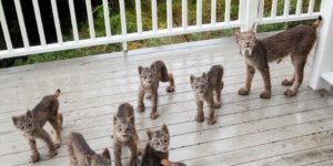 Mama Lynx and her kitts.