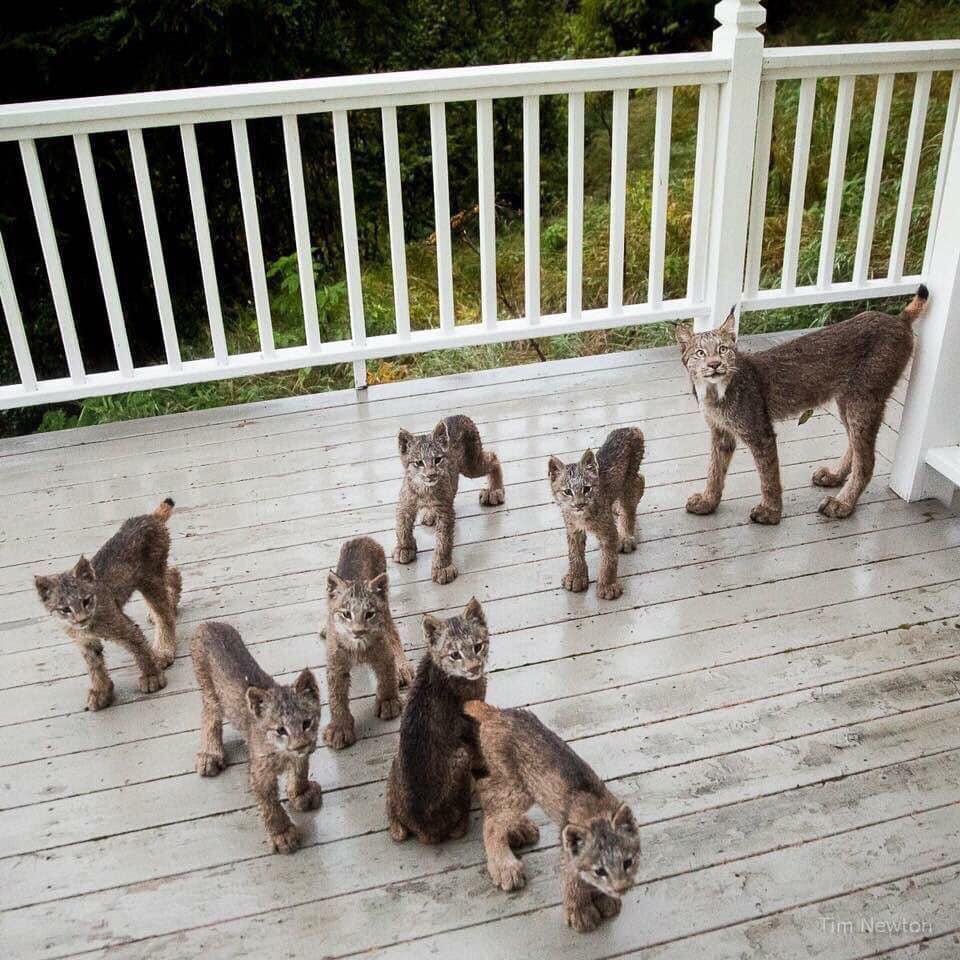 Mama Lynx and her kitts.