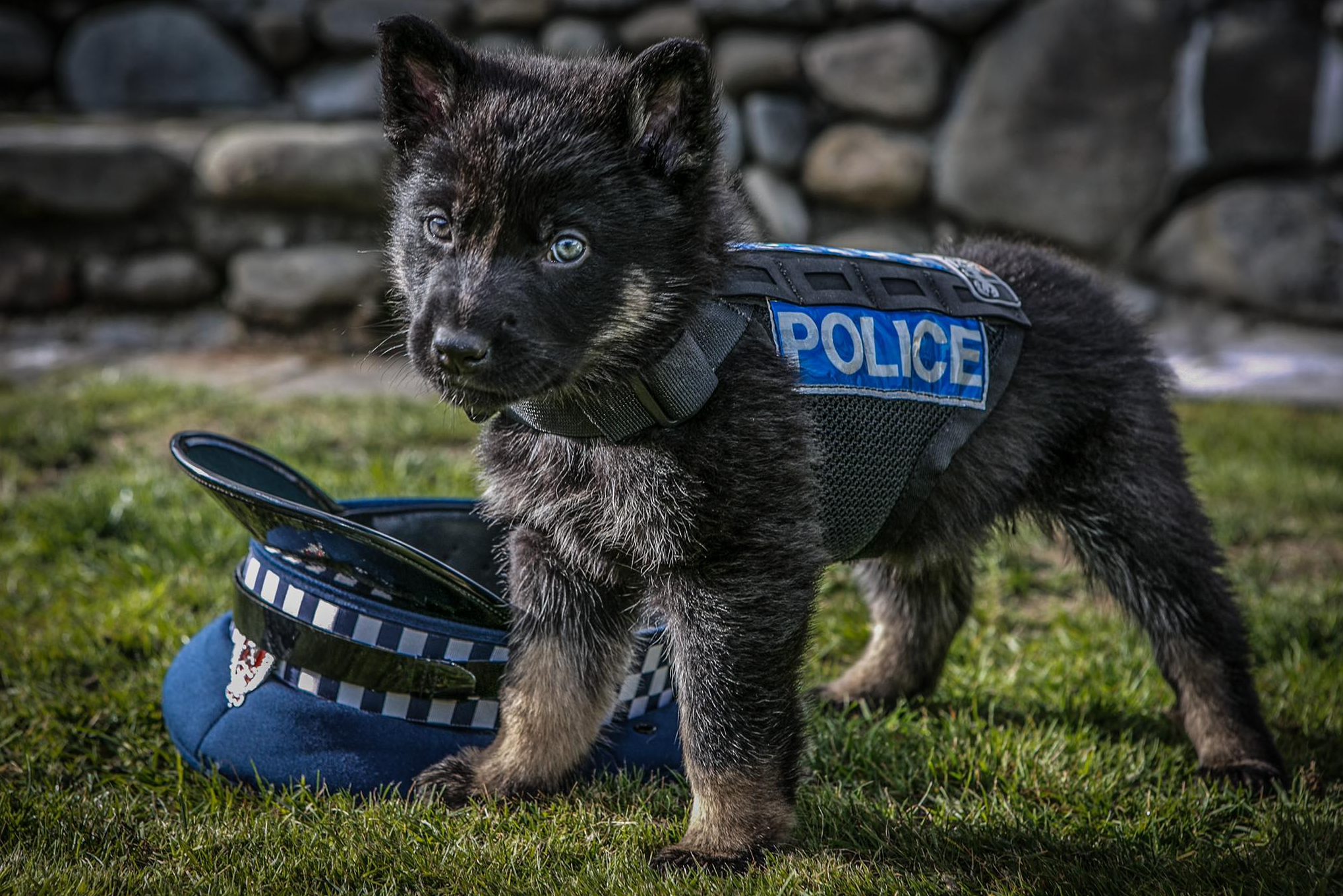 The newest recruit in the New Zealand Police force