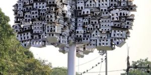 It’s for the birds, Lahore, Pakistan