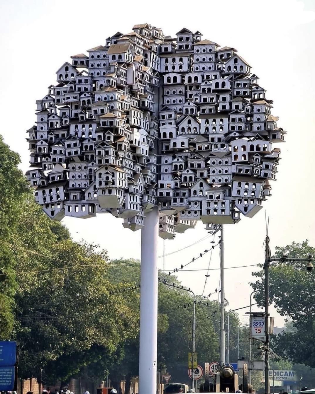 It's for the birds, Lahore, Pakistan