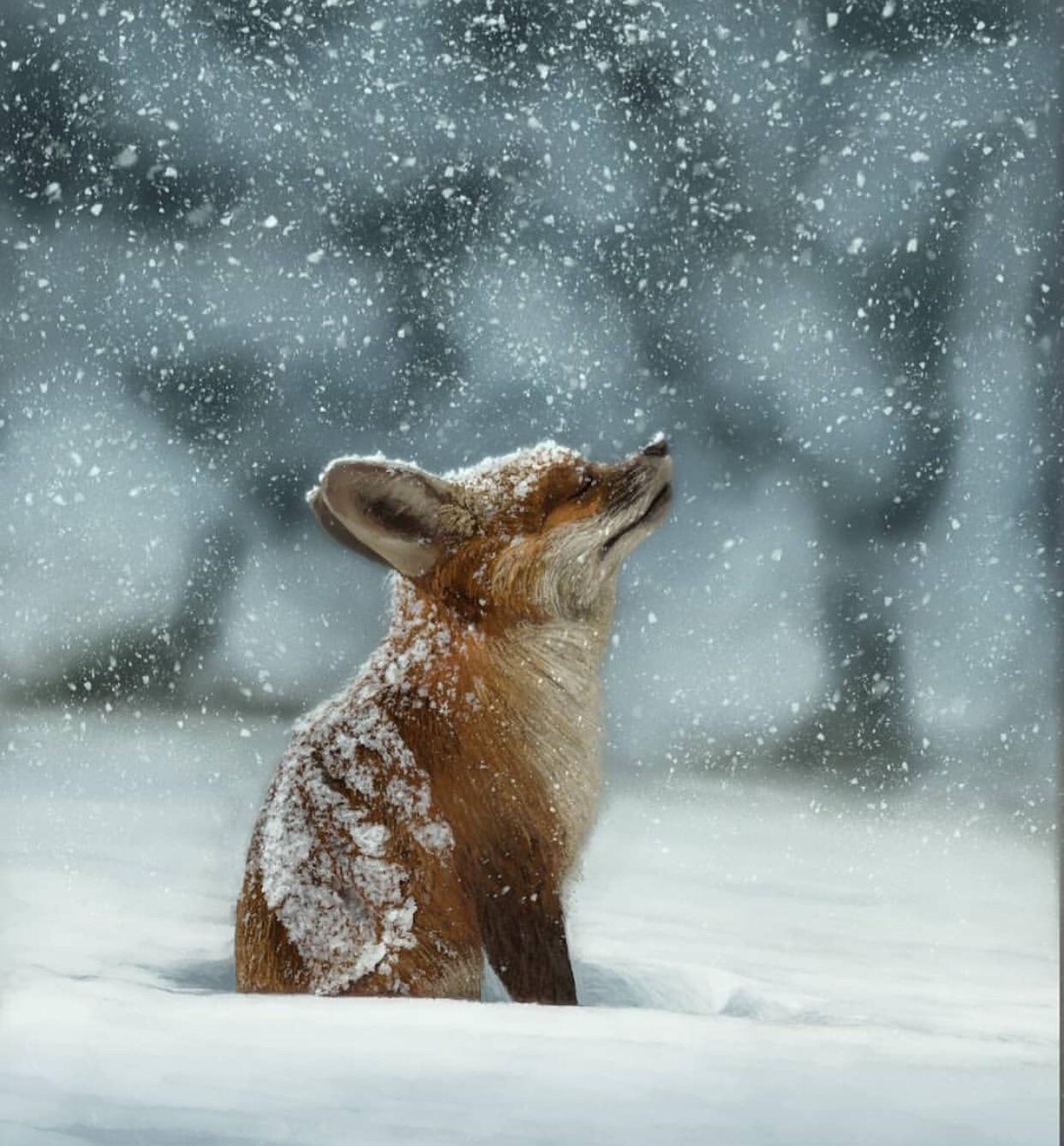 Foxes meditate regularly.