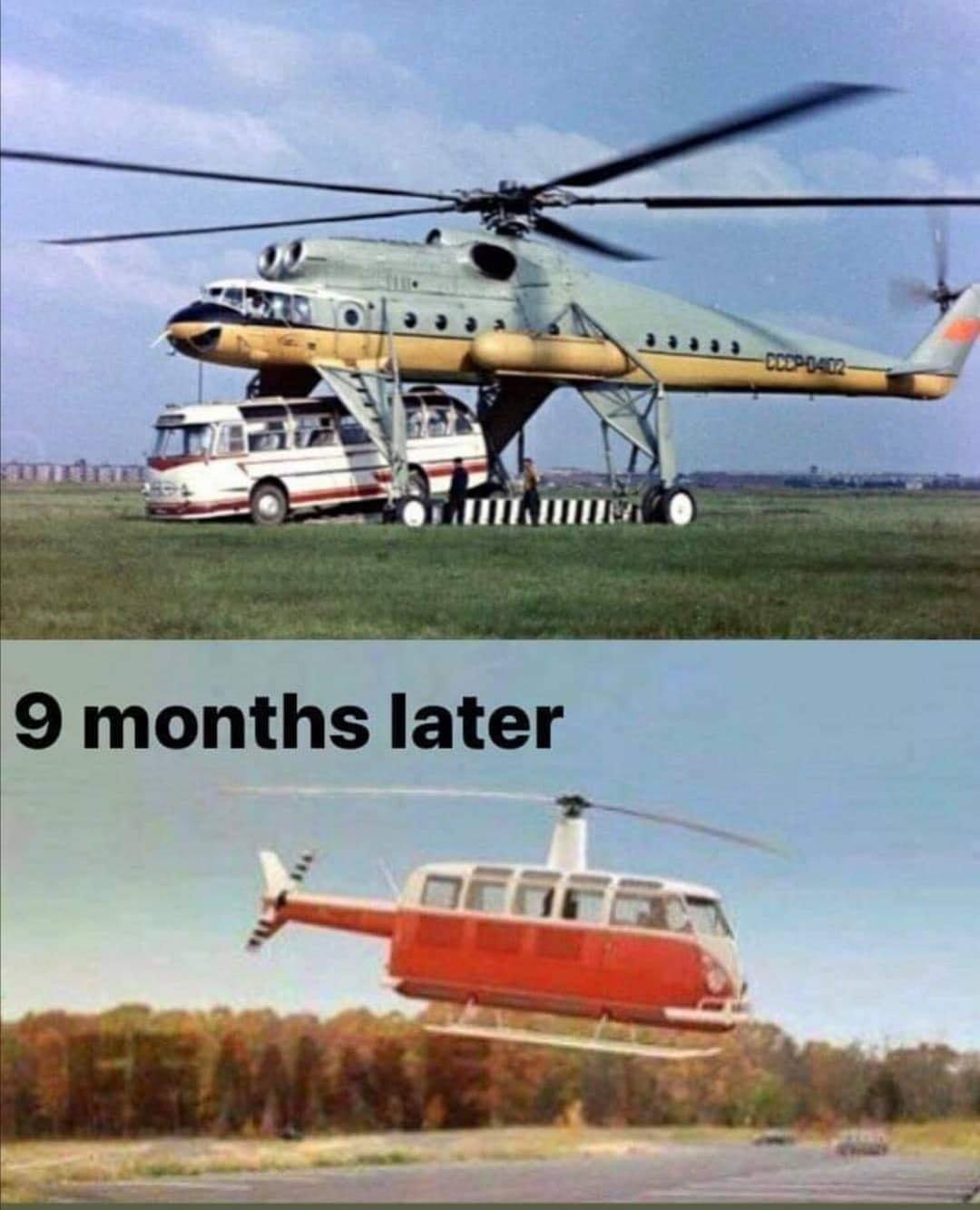 What is the gestation period for helibuses?