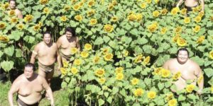 A buffet of sumo wrestlers in a sunflower field…
