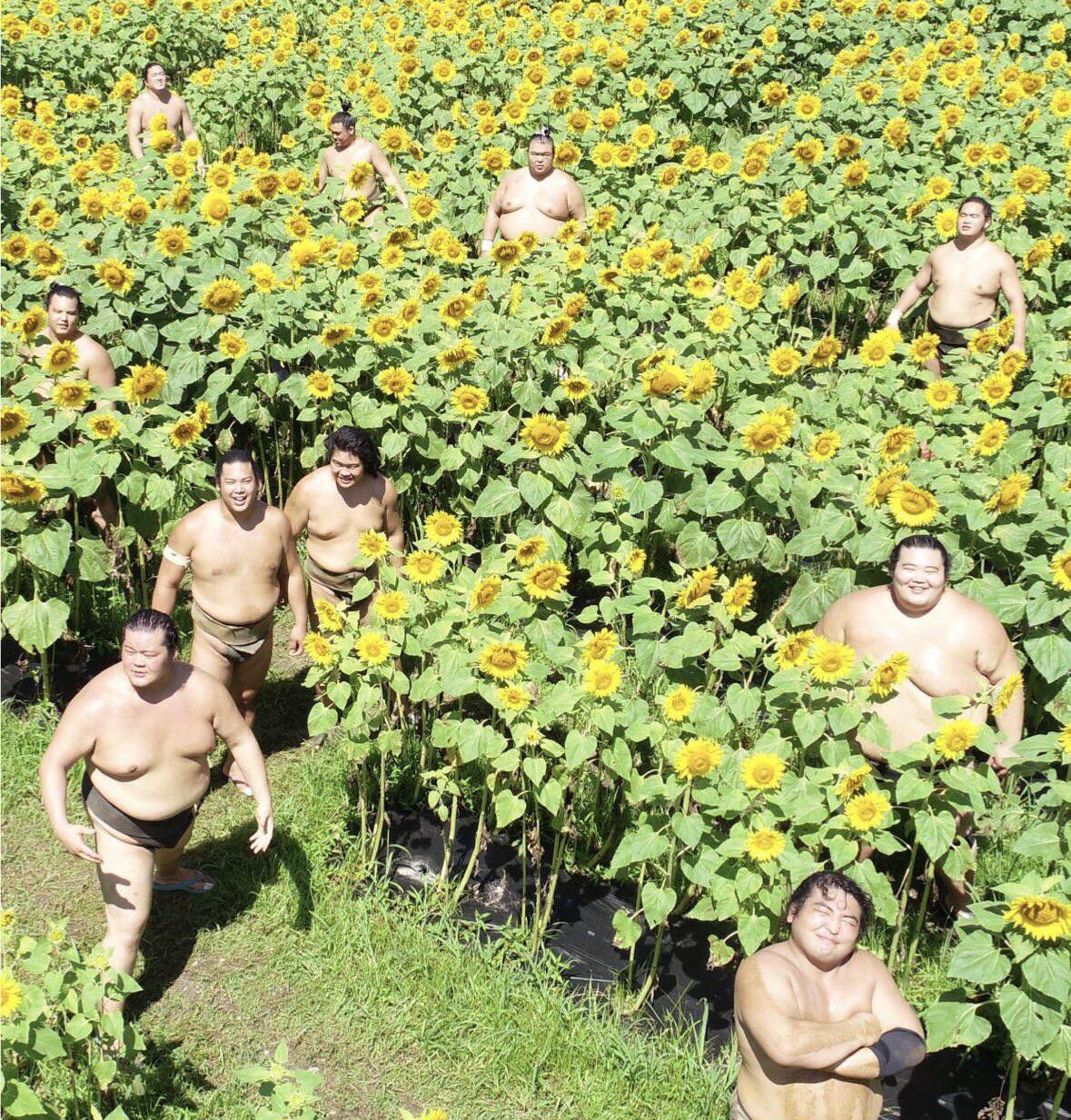 A buffet of sumo wrestlers in a sunflower field...