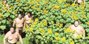 Sumo wrestlers in a sunflower field, for one reason or another.