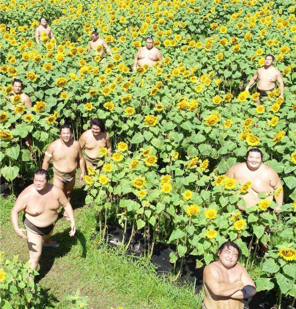 Sumo wrestlers in a sunflower field, for one reason or another.