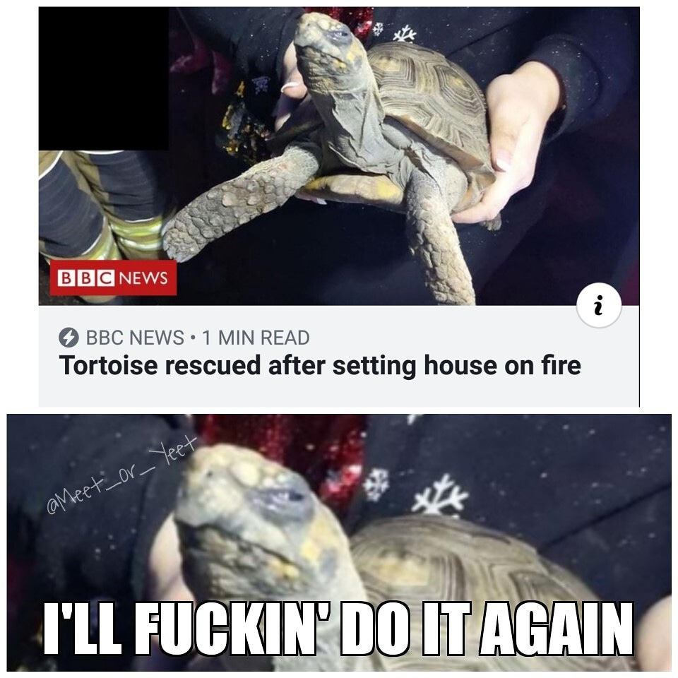 Do not contain the tortoise.