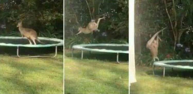 Pretty sure this was his first time on a trampoline.