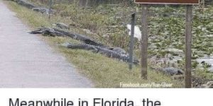 Never trust the greater gator.