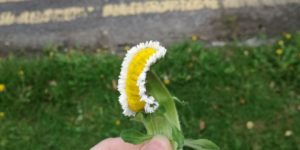 This daisy plucked from the outskirts of Chernobyl, probably.