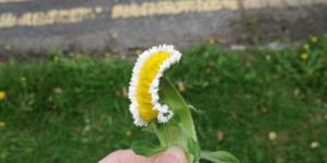 This daisy plucked from the outskirts of Chernobyl, probably.