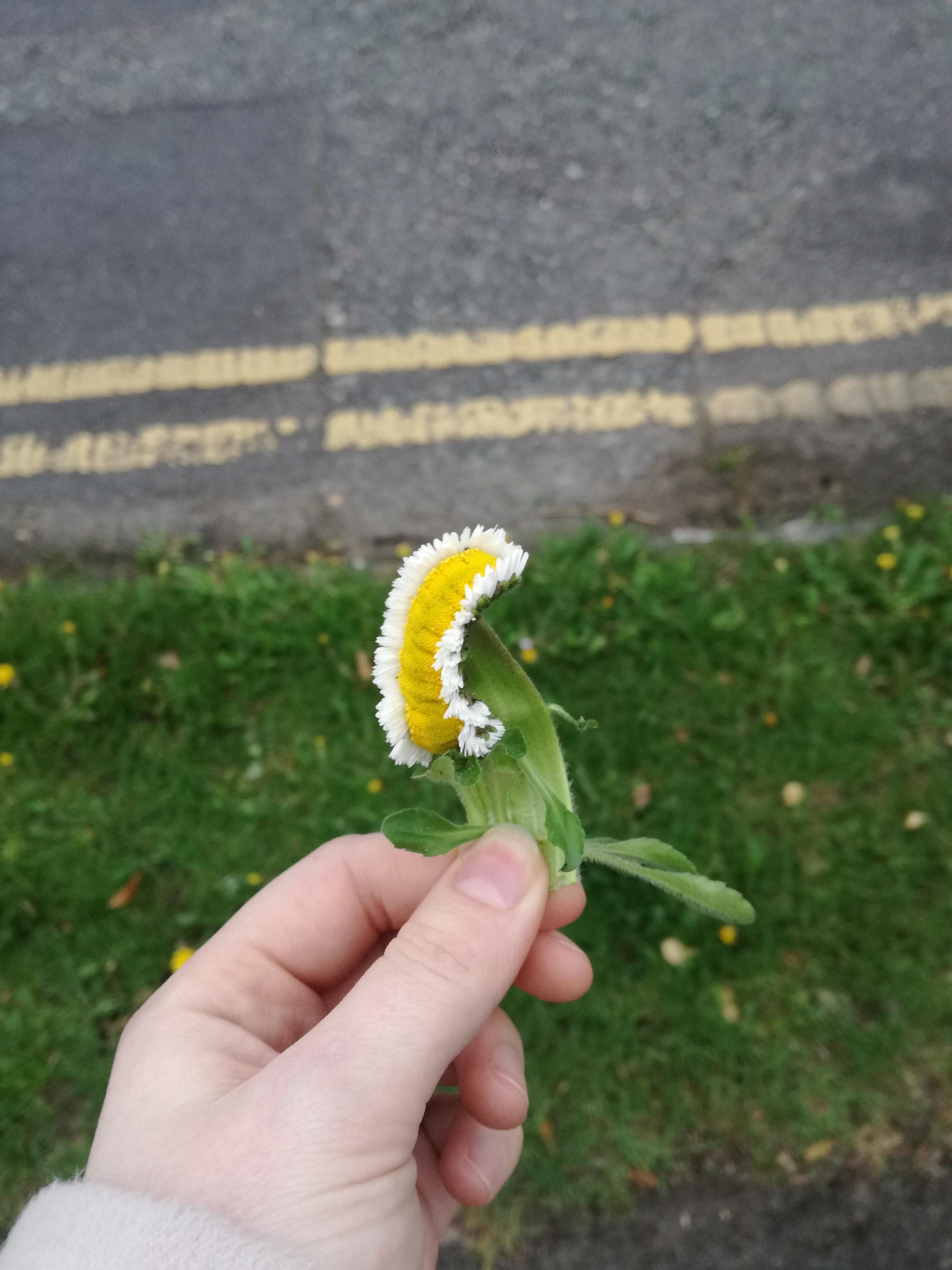 This daisy plucked from the outskirts of Chernobyl, probably.