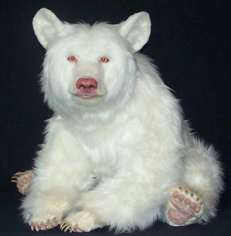 It's an albino black bear, apparently.