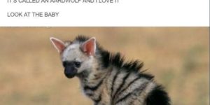 The Aardwolf could have it’s own Gisney movie.