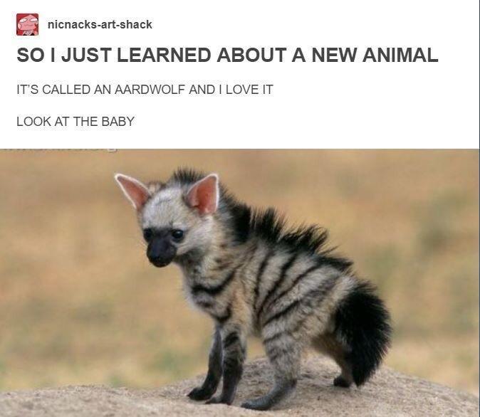 The Aardwolf could have it's own Gisney movie.