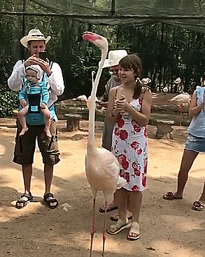 Flamingo shows you the dance of his people.